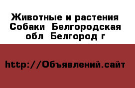 Животные и растения Собаки. Белгородская обл.,Белгород г.